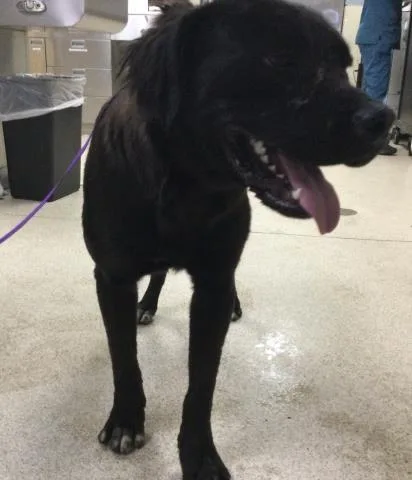 A young small-sized male Pit Bull Terrier dog named A for adoption in Riverside, CA