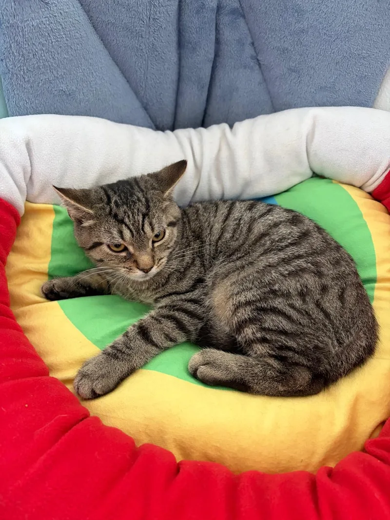 A baby medium-sized male Domestic Short Hair cat named Ziggy for adoption in Brooklyn, NY