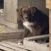 An adult medium-sized male Red / Chestnut / Orange Boykin Spaniel dog named Hank for adoption in Brazoria, TX