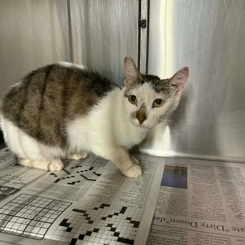 An adult medium-sized female Gray / Blue / Silver Domestic Short Hair cat named Grace for adoption in Pauls Valley, OK