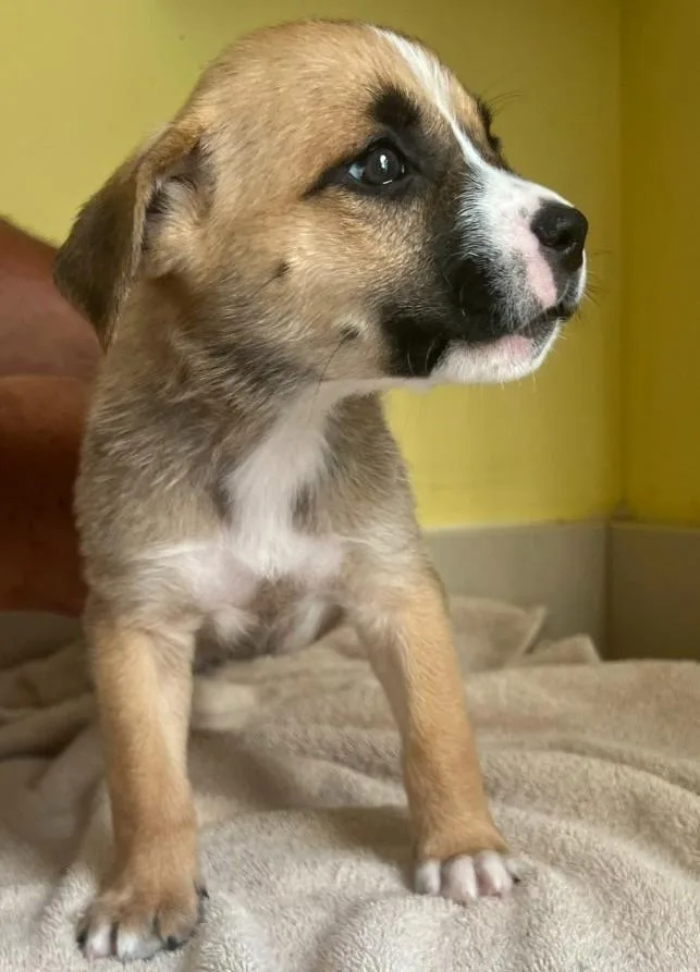 A baby medium-sized female Apricot / Beige Australian Shepherd dog named Bernard for adoption in Troy, MO