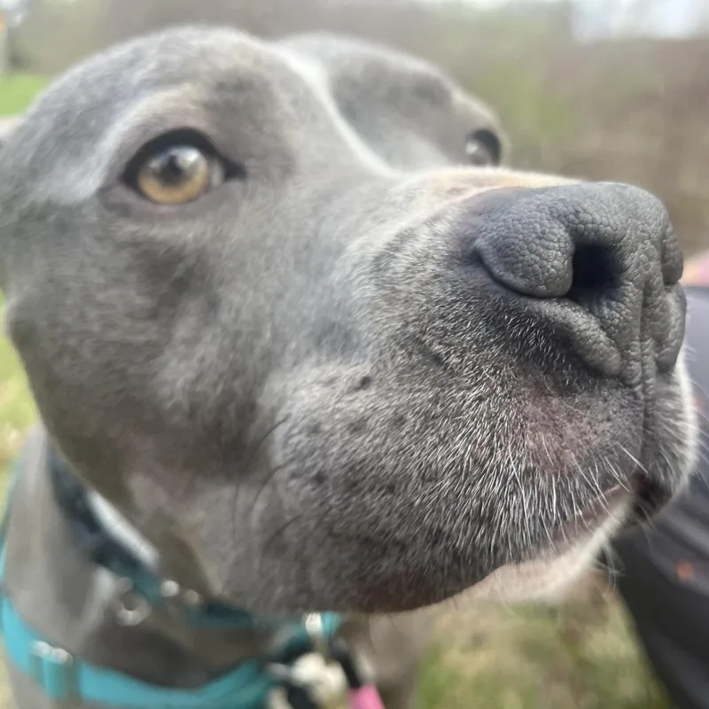 An adult medium-sized female Black Mixed Breed dog named Storm for adoption in Fairport, NY
