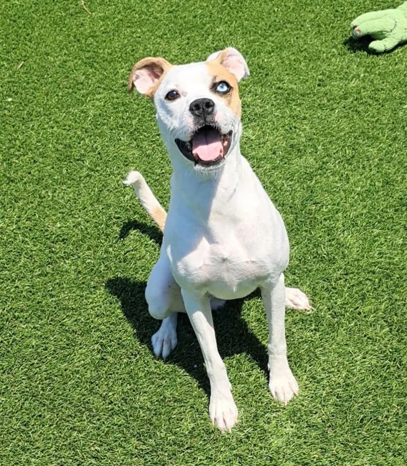 A young medium-sized female White / Cream Boxer dog named Breezy for adoption in Frankfort, KY