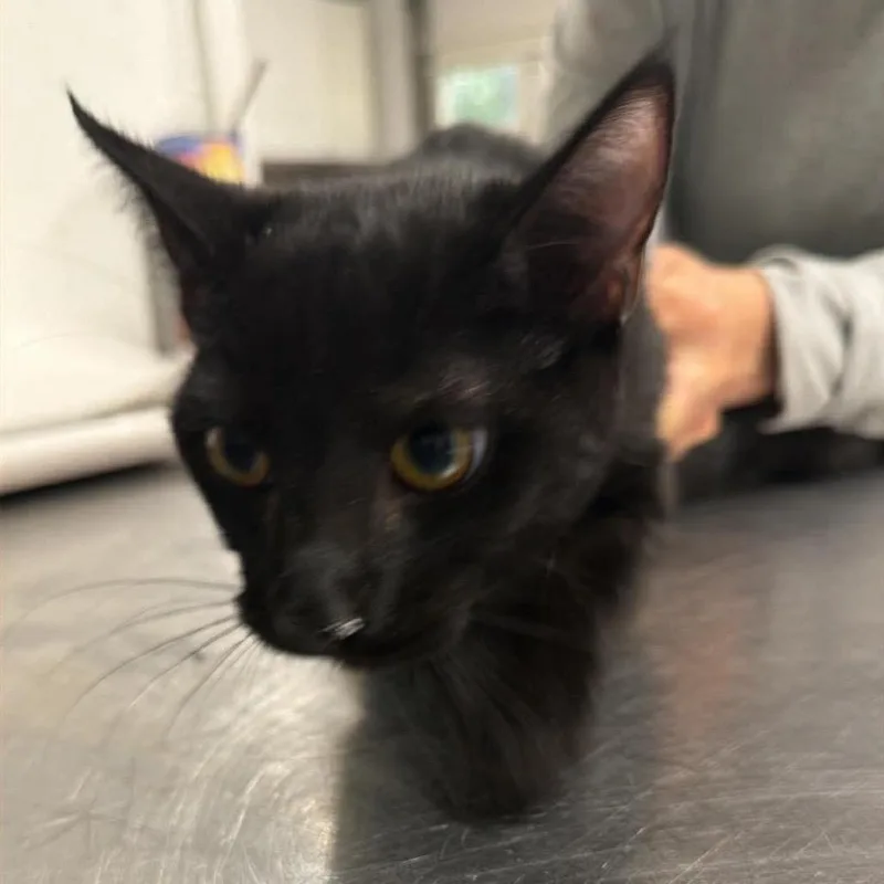 An adult medium-sized male Black Domestic Short Hair cat named Welfus for adoption in Fredericksburg, VA