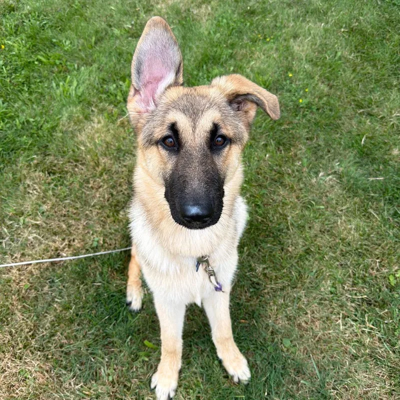 A young medium-sized female Yellow / Tan / Blond / Fawn Mixed Breed dog named Juno for adoption in Mentor, OH