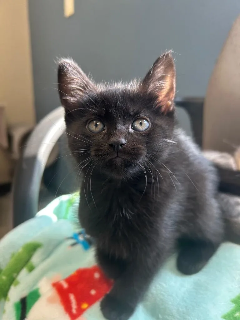 A baby small-sized female Domestic Short Hair cat named Sif for adoption in Spooner, WI
