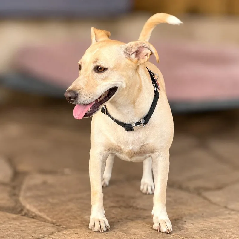 A young medium-sized female Yellow / Tan / Blond / Fawn Yellow Labrador Retriever dog named Sweet Potato for adoption in Boerne, TX