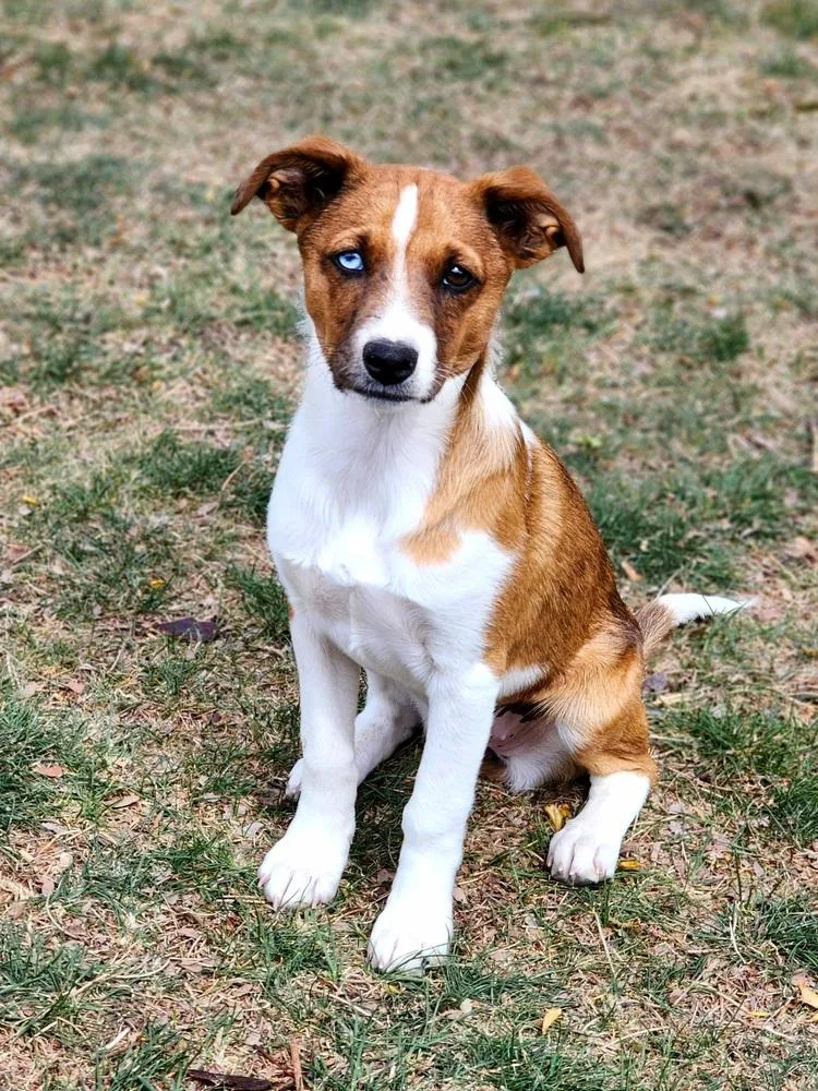 Maple