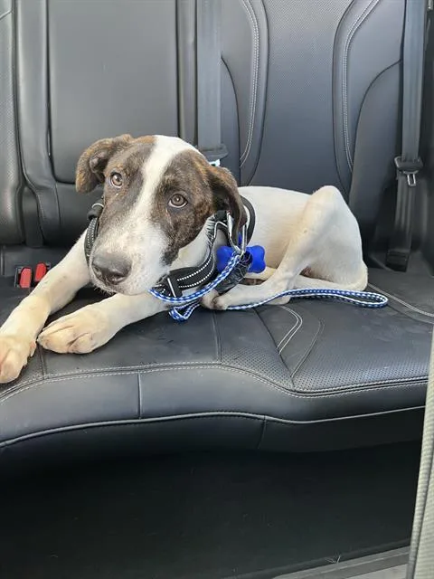 A young medium-sized male Hound dog named Senor Lucky for adoption in San Antonio, TX