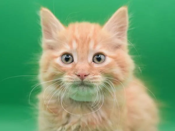 A baby small-sized male Domestic Long Hair cat named Wolf for adoption in Portland, OR