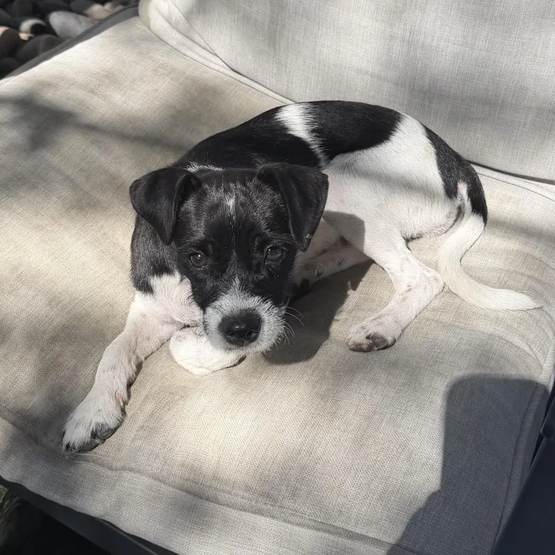 A baby small-sized female Black Terrier dog named Sparkler for adoption in Las Vegas, NV