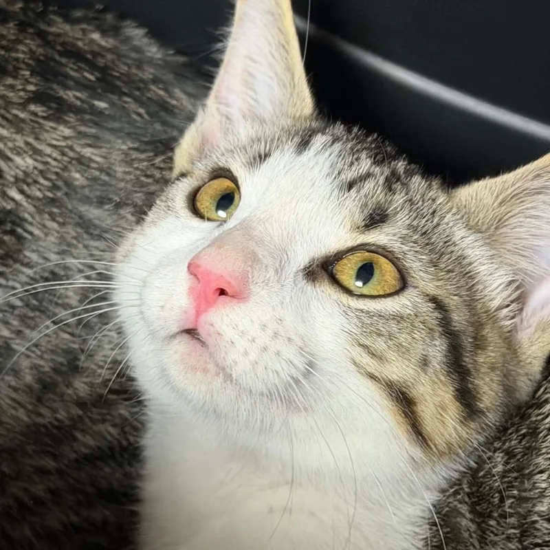 A baby small-sized female Brown / Chocolate Domestic Short Hair cat named Migs for adoption in Houston, TX