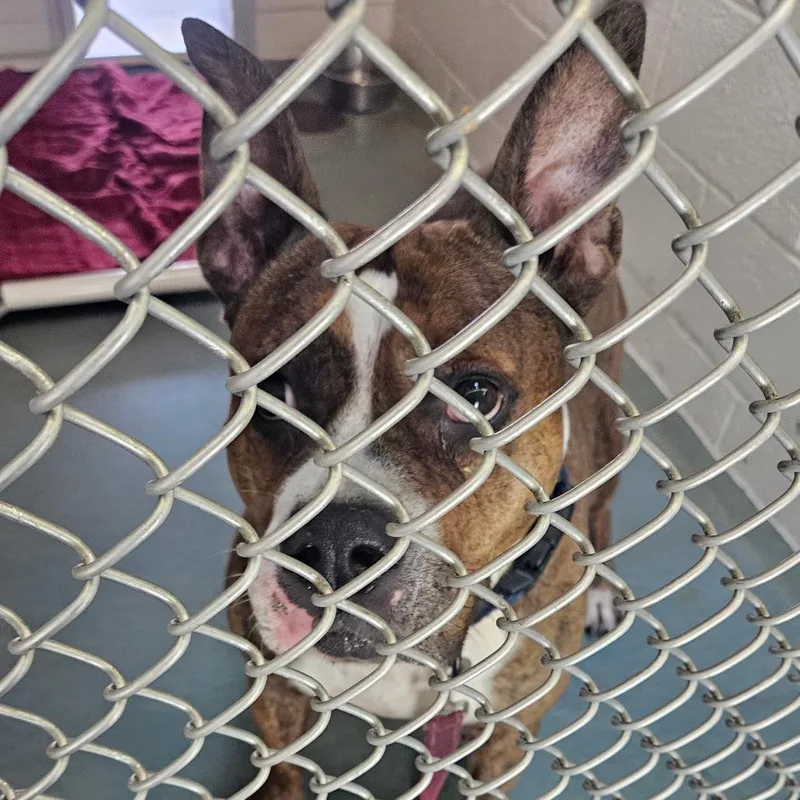 An adult large-sized male Brindle Pit Bull Terrier dog named Cooper for adoption in Birdsboro, PA