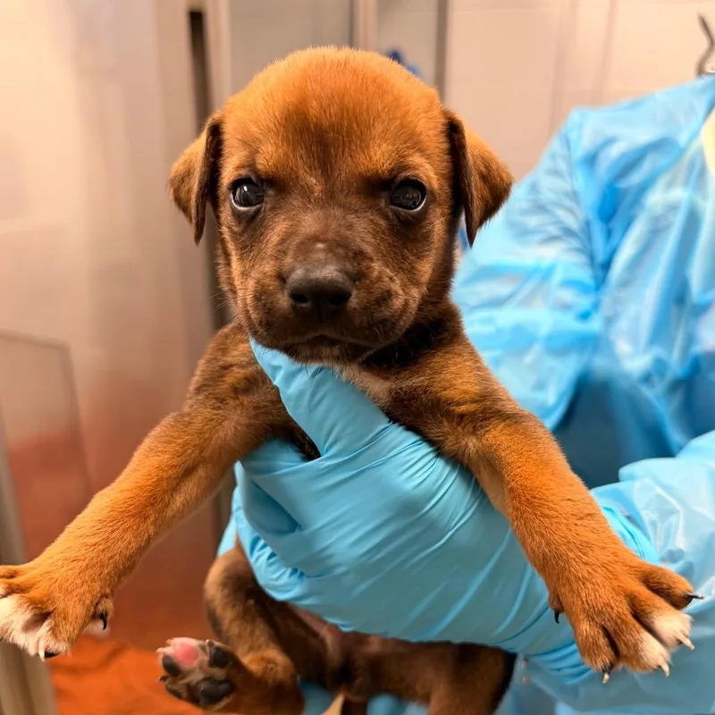 A baby medium-sized male Brown / Chocolate Mixed Breed dog named Sofrito for adoption in West Palm Beach, FL