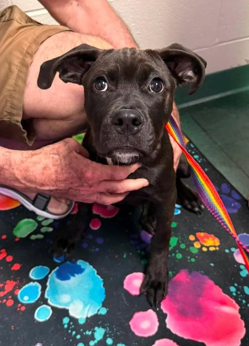 A young medium-sized female Labrador Retriever dog named Nora for adoption in Holly Springs, NC