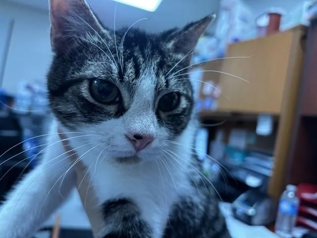 An adult medium-sized male Domestic Short Hair cat named Cannoli for adoption in Pasadena, TX