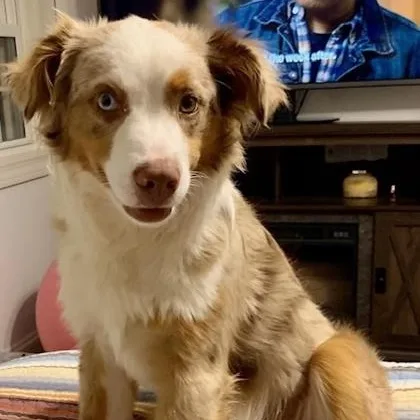 A young medium-sized male Brown / Chocolate Australian Shepherd dog named Kiwi for adoption in Tinley Park, IL