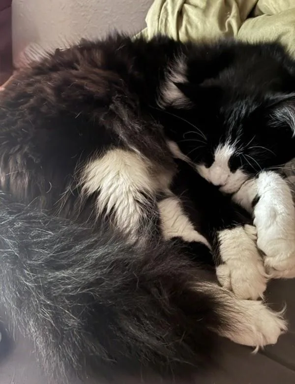 An adult medium-sized male Domestic Long Hair cat named Diesel for adoption in Escondido, CA