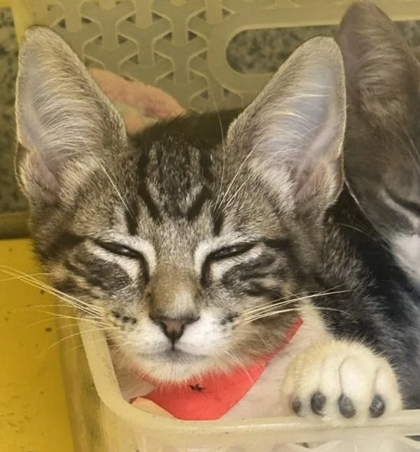 A baby small-sized male Domestic Short Hair cat named Truffle for adoption in Golden, CO