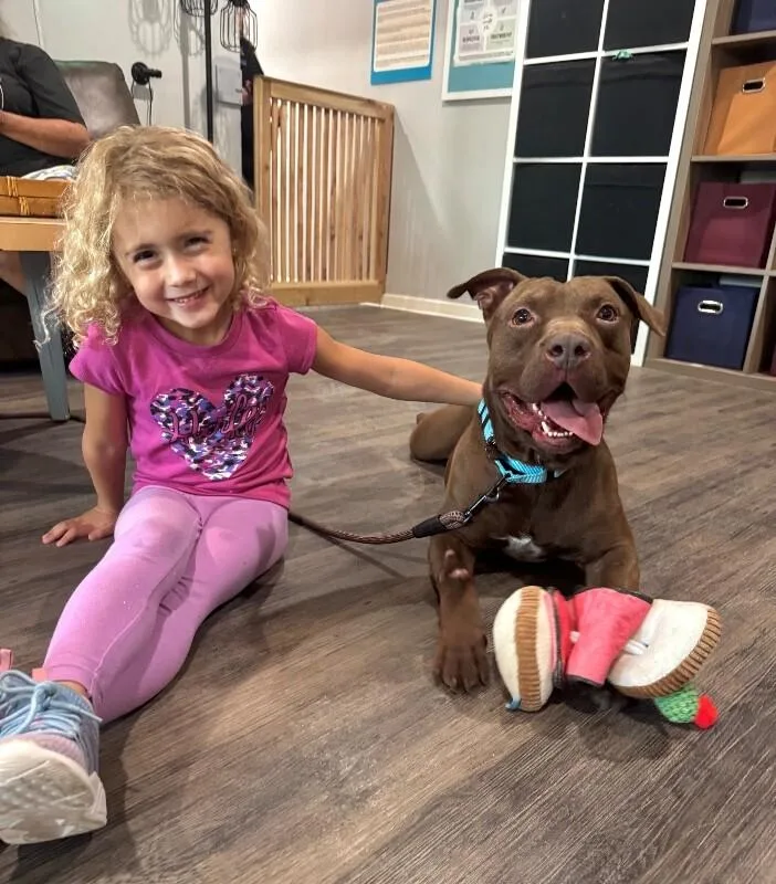 An adult large-sized male Brown / Chocolate American Staffordshire Terrier dog named Ernie Sploots For You for adoption in Friendswood, TX