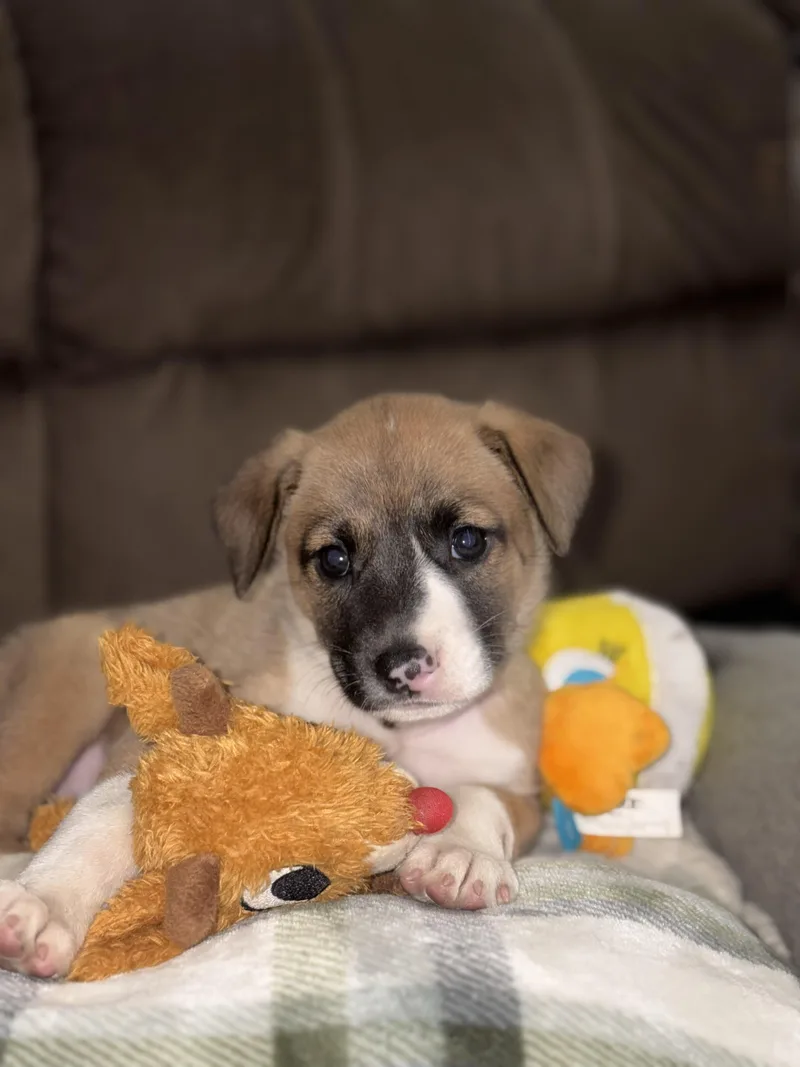 A baby medium-sized female Brown / Chocolate Labrador Retriever dog named Allie for adoption in Huntington, NY