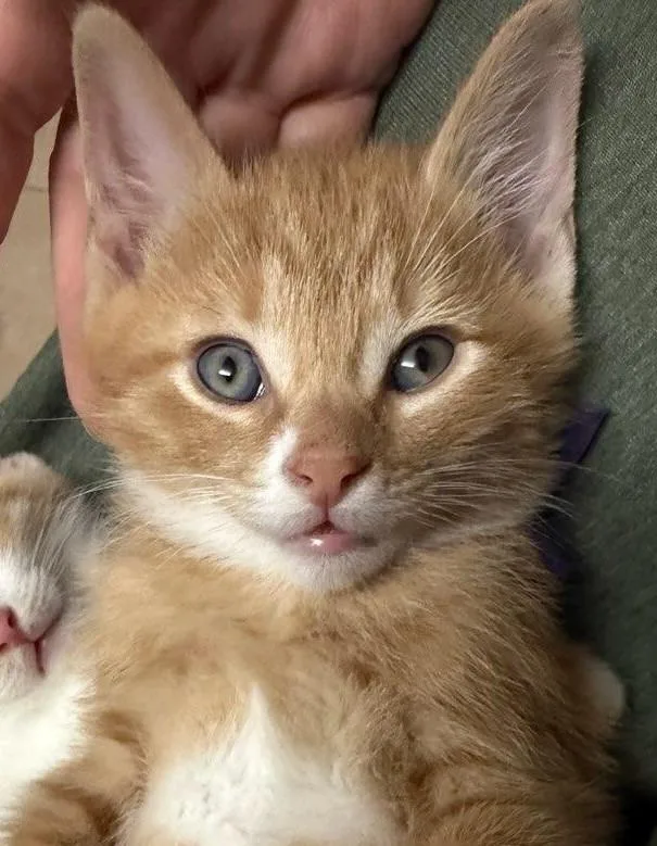 A baby medium-sized male Orange & White Domestic Short Hair cat named Sting for adoption in Terrell, TX