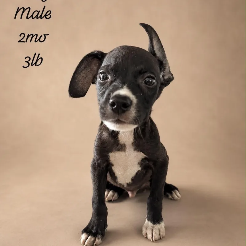 A baby small-sized male Black Chihuahua dog named Goofy for adoption in New York, NY
