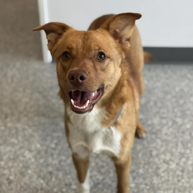A young medium-sized male Terrier dog named Simba for adoption in Danbury, CT