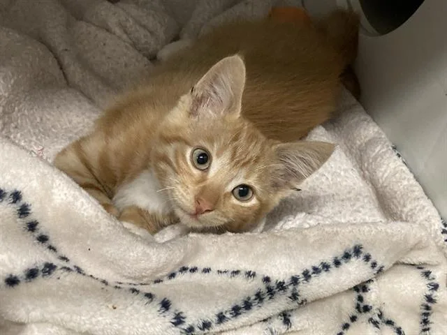 A baby small-sized male Domestic Short Hair cat named Magneto for adoption in Tustin, CA