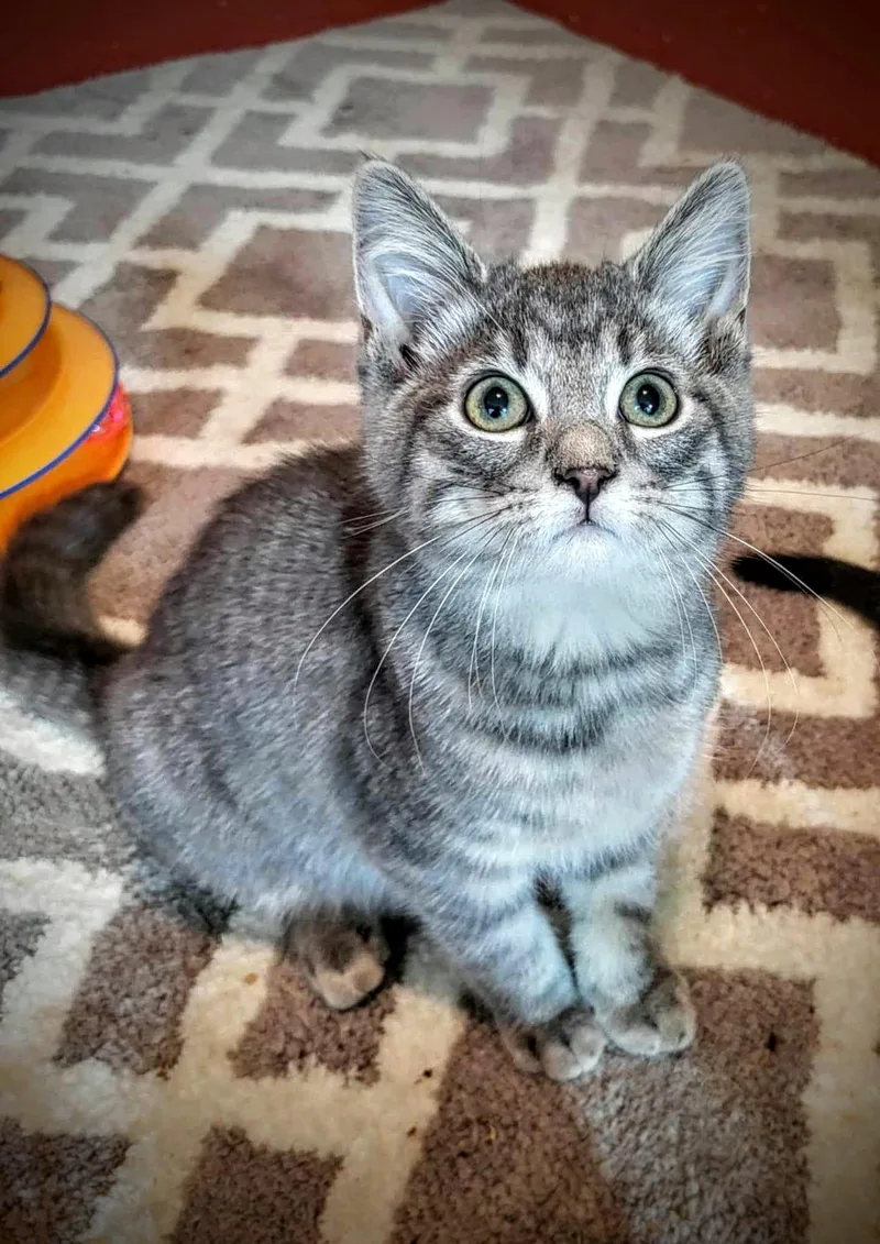 A baby small-sized female Domestic Short Hair cat named Josephine for adoption in Greensburg, PA
