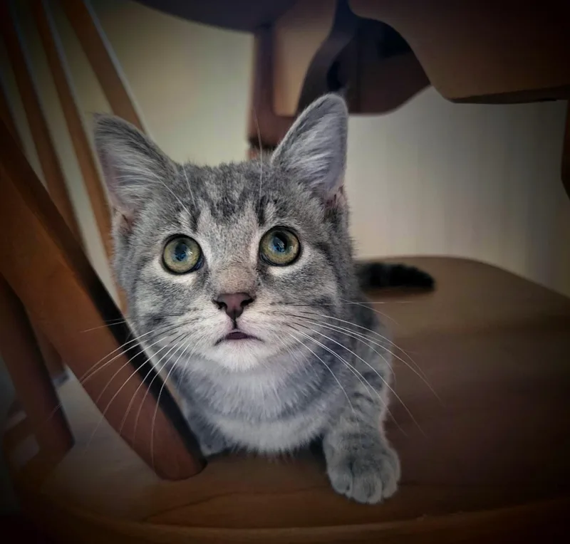 Josephine thumbnail 3