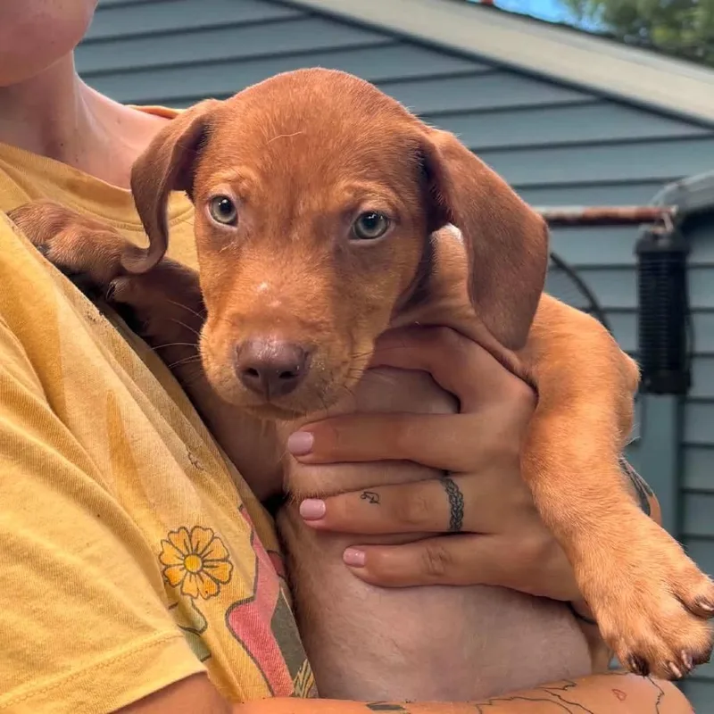 A baby small-sized male Brown / Chocolate Mixed Breed dog named Hamish for adoption in Buffalo, MN