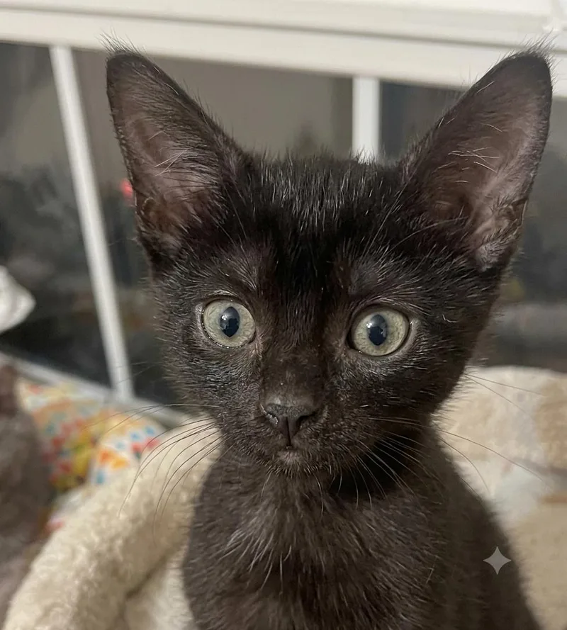 A baby medium-sized female Black Domestic Short Hair cat named Charlotte Brontë for adoption in Fort Worth, TX