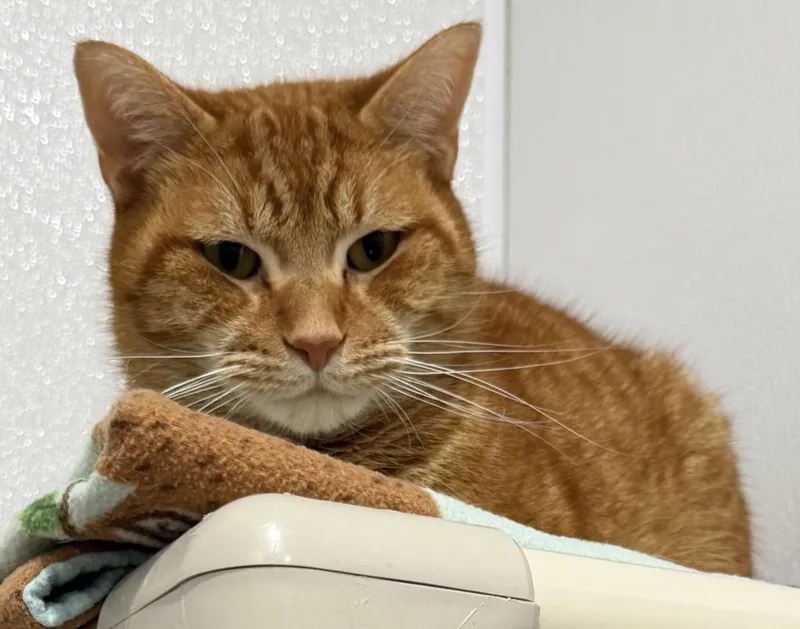 A young medium-sized male Tabby (Orange / Red) Domestic Short Hair cat named Pumpkin for adoption in Sault Sainte Marie, MI