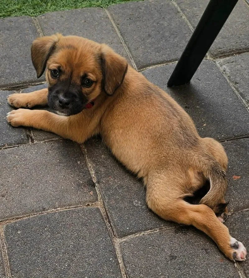 A baby medium-sized female Mixed Breed dog named Celine for adoption in Mesa, AZ