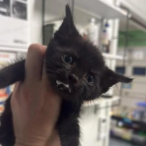 A baby small-sized female Black Domestic Short Hair cat named Trelawney for adoption in Fredericksburg, VA