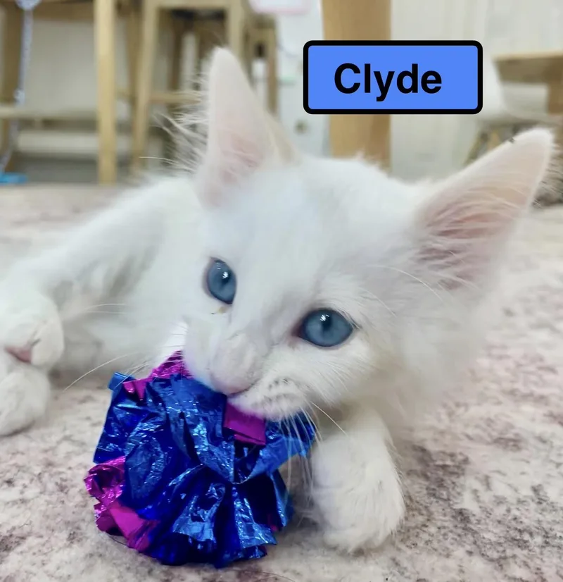 A baby medium-sized male Domestic Short Hair cat named Clyde for adoption in Zimmerman, MN