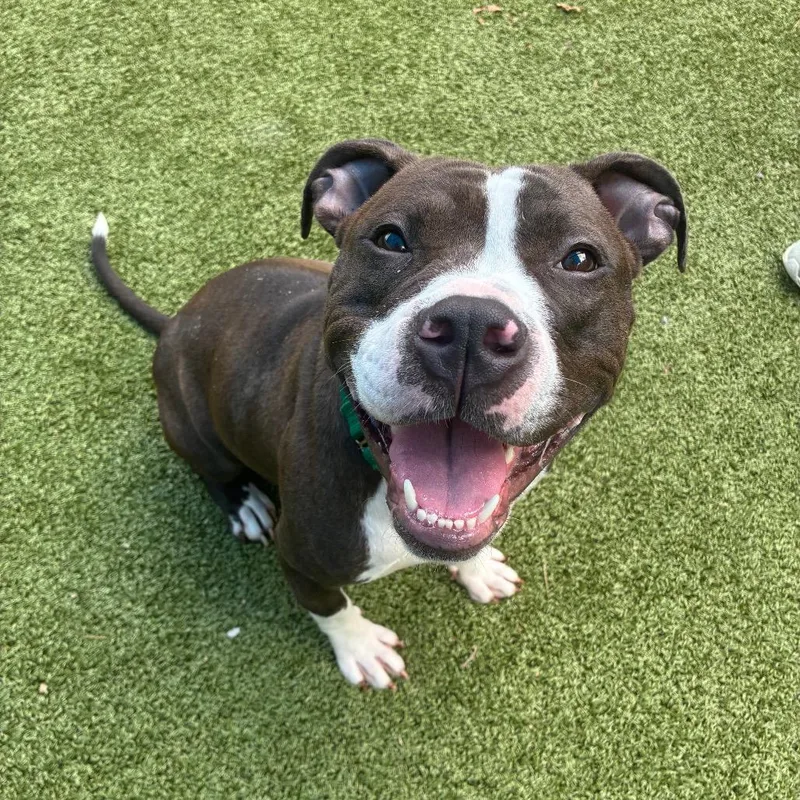 An adult medium-sized female Black Pit Bull Terrier dog named Mi Amor for adoption in Greensboro, NC