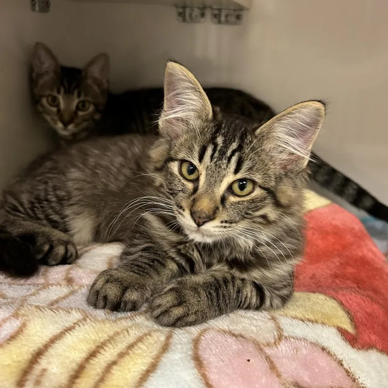 A baby small-sized male Brown / Chocolate Domestic Short Hair cat named Mynie for adoption in Redwood City, CA