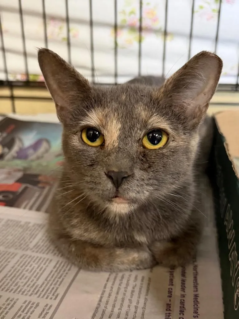 An adult medium-sized female Domestic Short Hair cat named Arteza for adoption in Cincinnati, OH