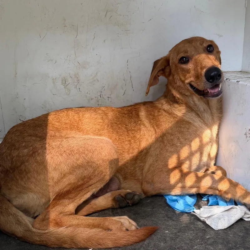 An adult medium-sized female Yellow / Tan / Blond / Fawn Mixed Breed dog named Mercedes for adoption in Pine Bluff, AR
