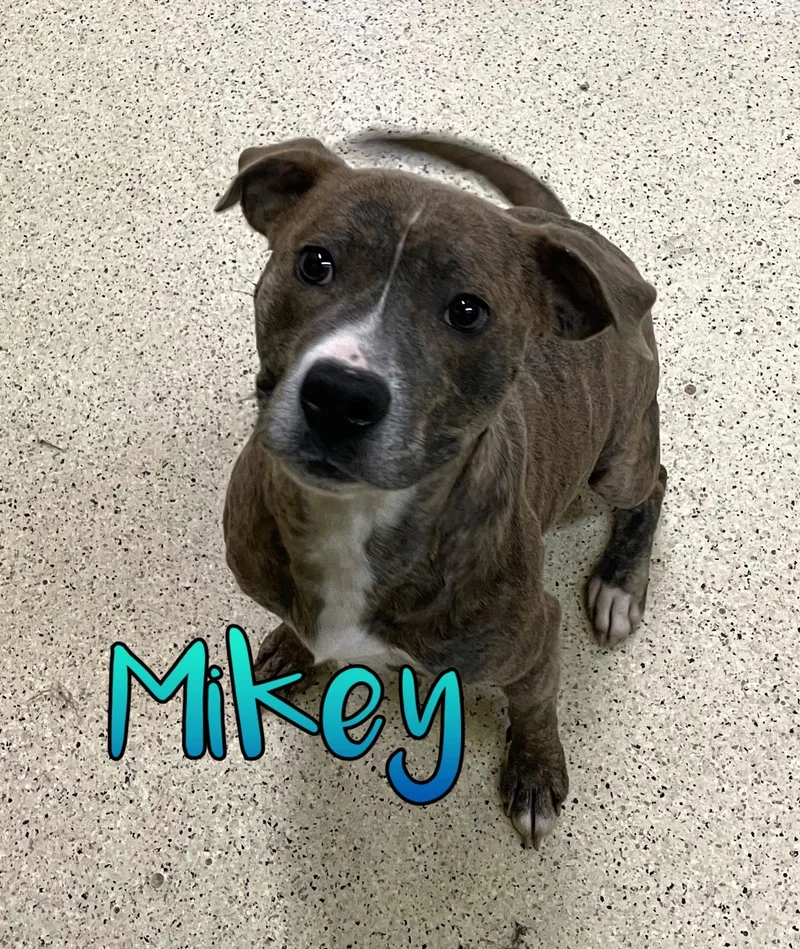 A baby medium-sized male Terrier dog named Mikey for adoption in Muncie, IN