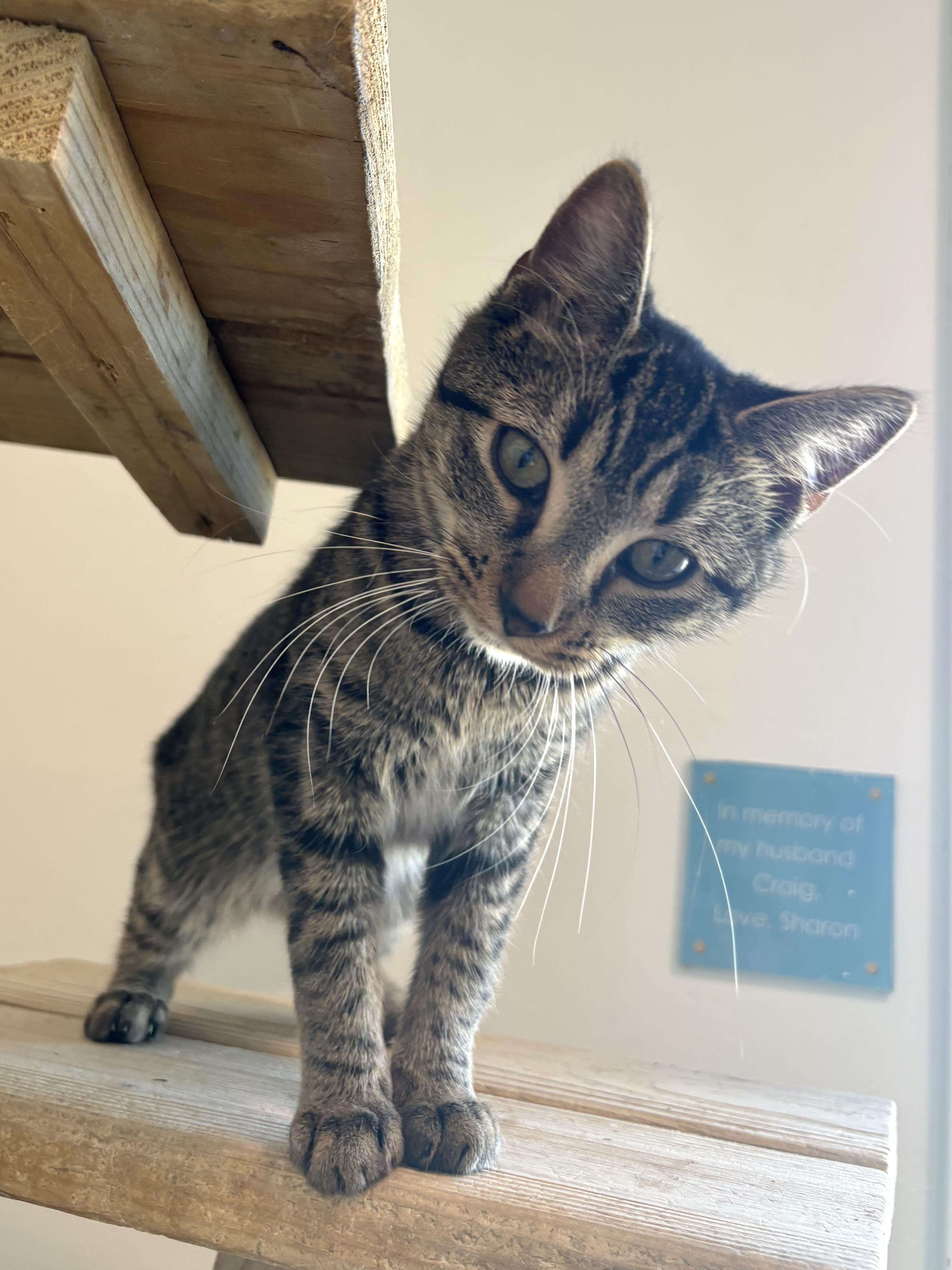 Kettle Corn thumbnail 2