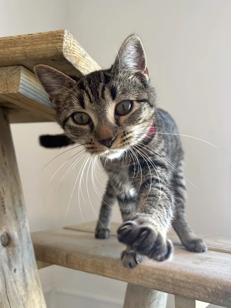 Kettle Corn thumbnail 3