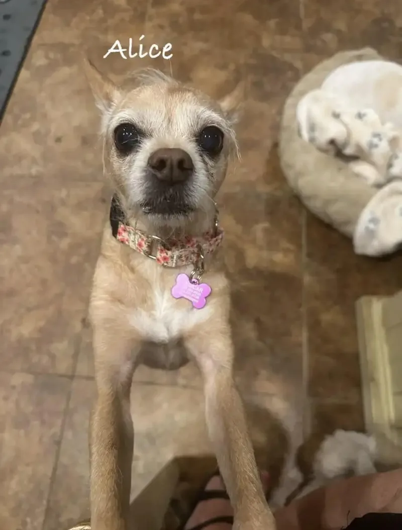 A senior small-sized female Terrier dog named Alice for adoption in Las Vegas, NV
