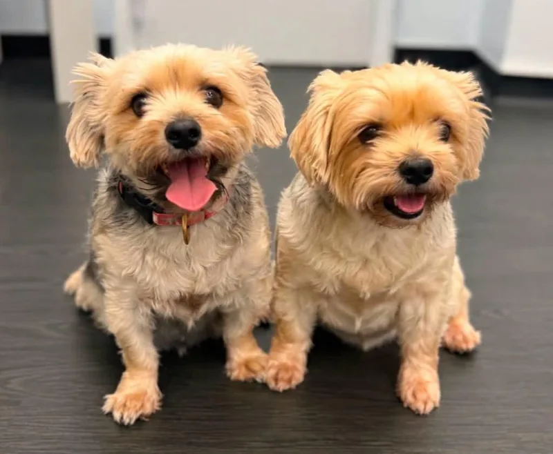 An adult small-sized male Yorkshire Terrier dog named Pebbles & Rocky for adoption in Palm City, FL