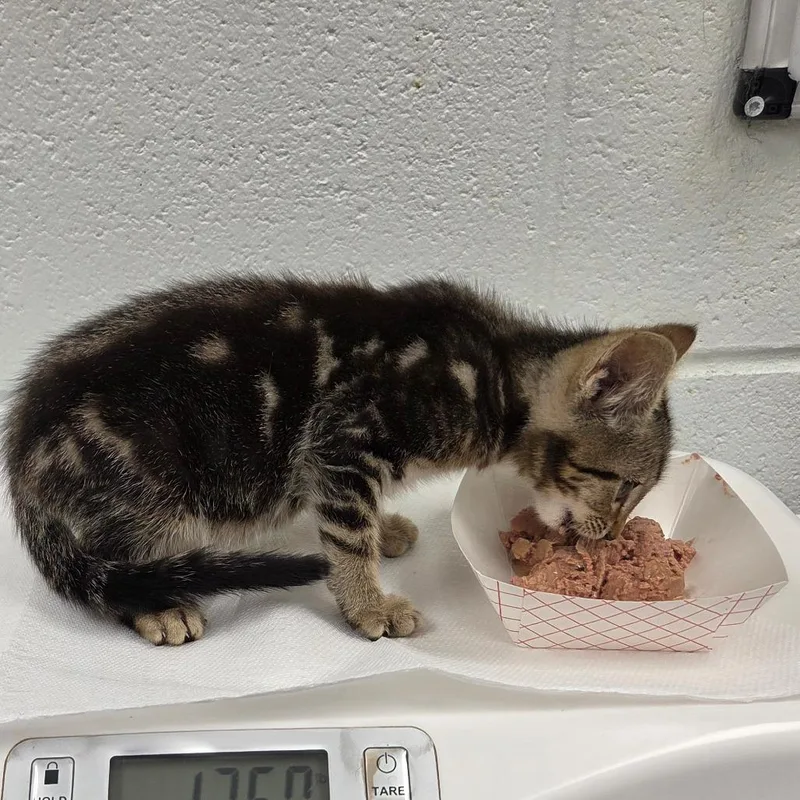 A baby small-sized male Brown / Chocolate Domestic Short Hair cat named Mike for adoption in Chattanooga, TN
