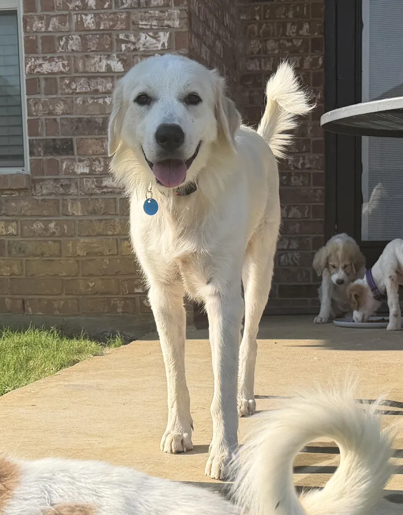 An adult large-sized female Great Pyrenees dog named Mia for adoption in Garland, TX