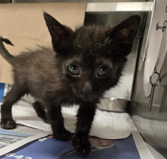A baby small-sized female Domestic Short Hair cat named Margaret for adoption in Fort Lauderdale, FL