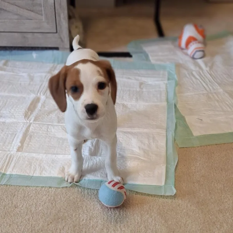 Daisy